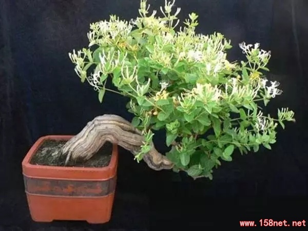 家中摆一盆这样的花，<span class='chameleon-code-v2'></span>大病小病全走光！<span class='chameleon-code-v2'></span>赶紧收藏吧！<span class='chameleon-code-v2'></span> 第1张