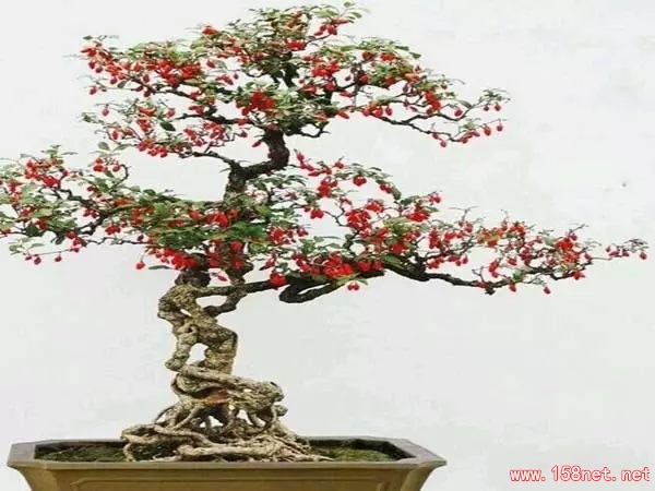 家中摆一盆这样的花，<span class='chameleon-code-v2'></span>大病小病全走光！<span class='chameleon-code-v2'></span>赶紧收藏吧！<span class='chameleon-code-v2'></span> 第6张
