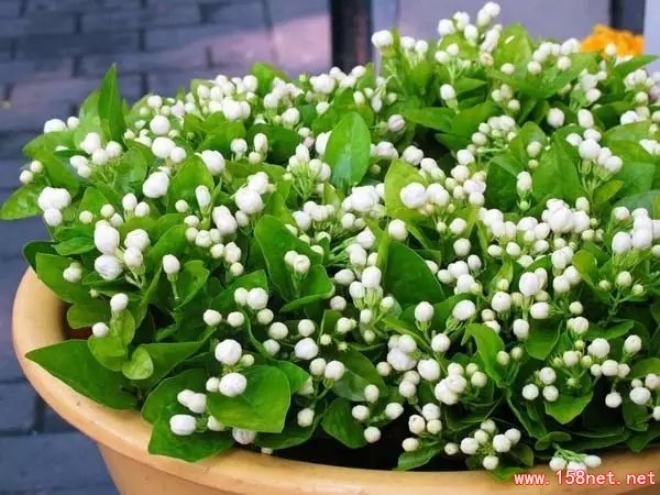 家中摆一盆这样的花，<span class='chameleon-code-v2'></span>大病小病全走光！<span class='chameleon-code-v2'></span>赶紧收藏吧！<span class='chameleon-code-v2'></span> 第5张