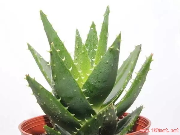 家中摆一盆这样的花，<span class='chameleon-code-v2'></span>大病小病全走光！<span class='chameleon-code-v2'></span>赶紧收藏吧！<span class='chameleon-code-v2'></span> 第10张