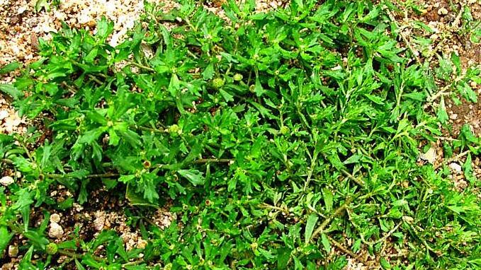 《鼻炎山草药》治好了我20年的鼻炎---真是奇效！<span class='chameleon-code-v2'></span>有鼻炎的可以试试了.... 第2张